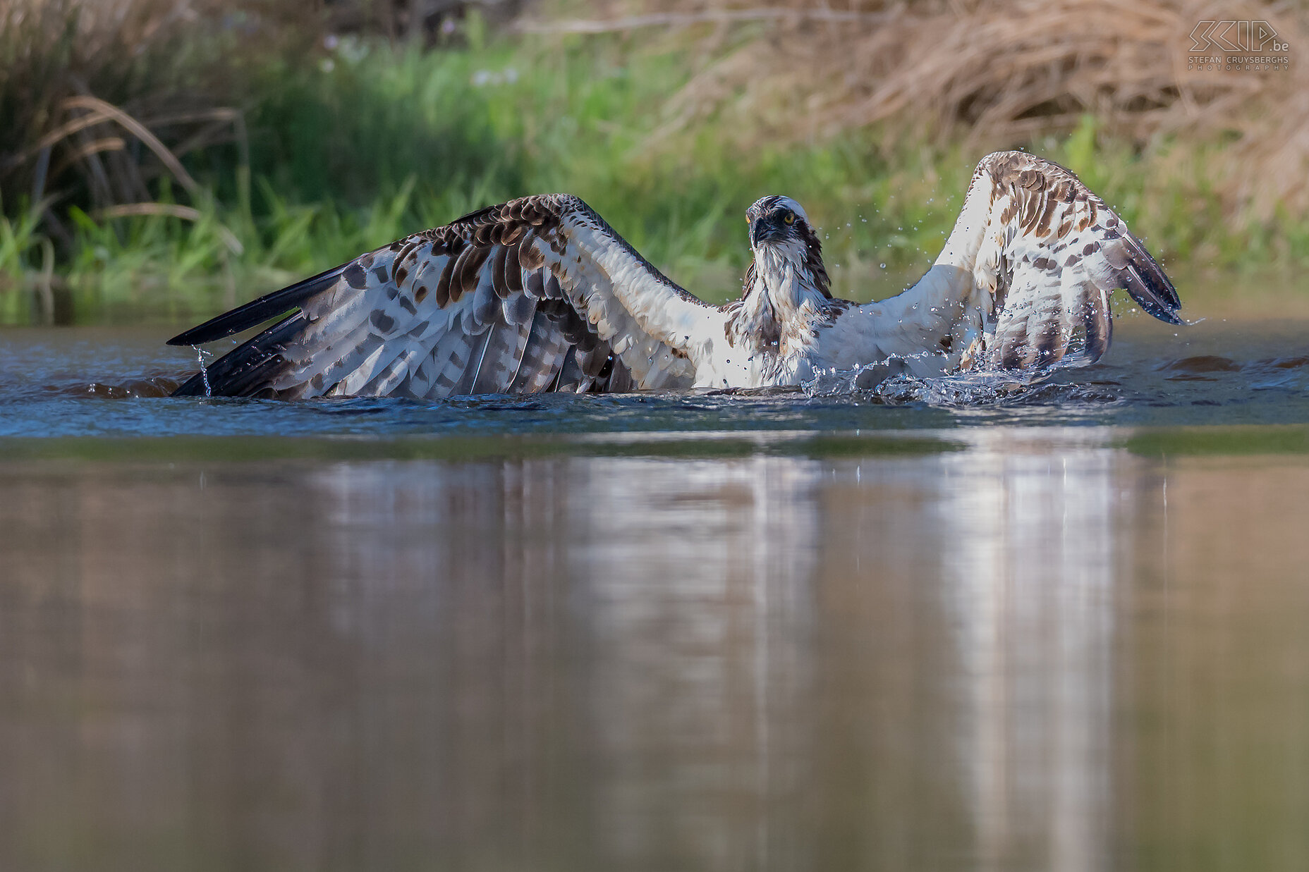 Rothiemurchus - Visarend Visarenden werden eind 19e eeuw in het grootste deel van het VK met uitsterven bedreigd. Visarenden keerden voor het eerst terug in 1954 om er te broeden nabij Loch Garten in Cairngorms Nationaal Park. Ondertussen zijn er toch al terug een 250 broedparen. Visarenden eten vis en vangen ze op spectaculaire wijze terwijl ze naar meren en vijvers duiken en hun klauwen uitstrekken. Als ze duiken halen ze een snelheid van 125km/u. Nadien vliegen ze weg met de vangst. Stefan Cruysberghs